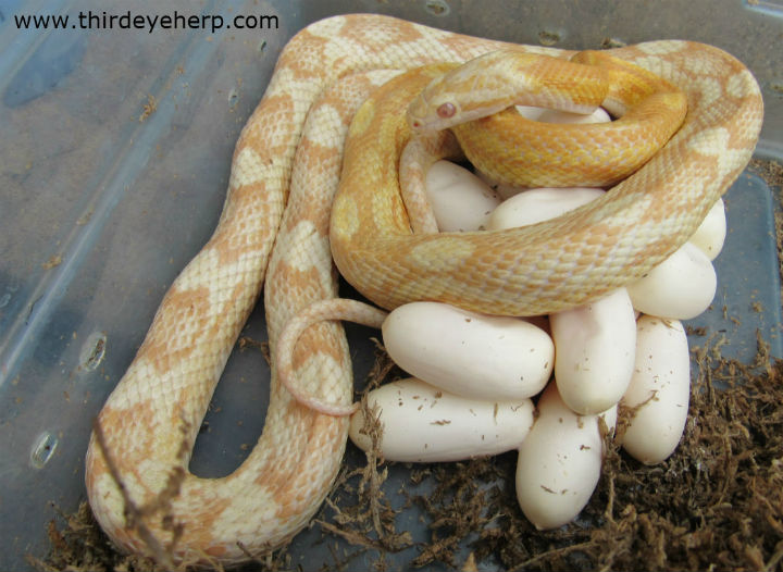 Butter Corn Snake